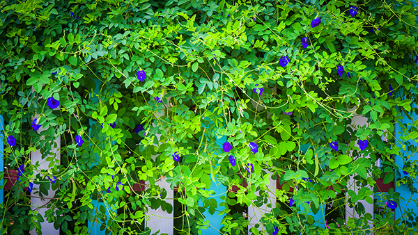 Butterfly pea flower vine