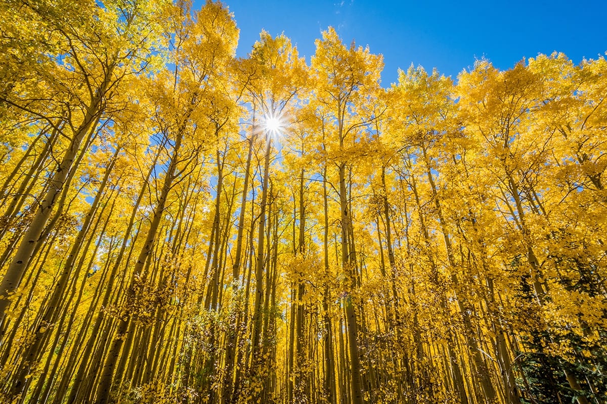 aspens in santa fe national forest