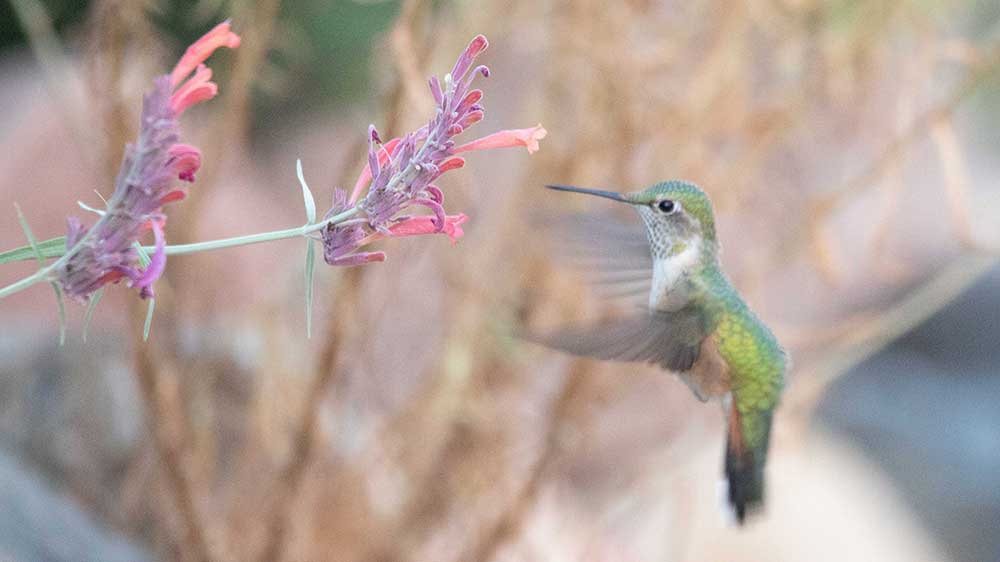 Broad-tailed hummingbird