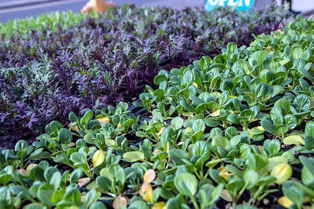 Santa Fe New Mexico farmer's market produce