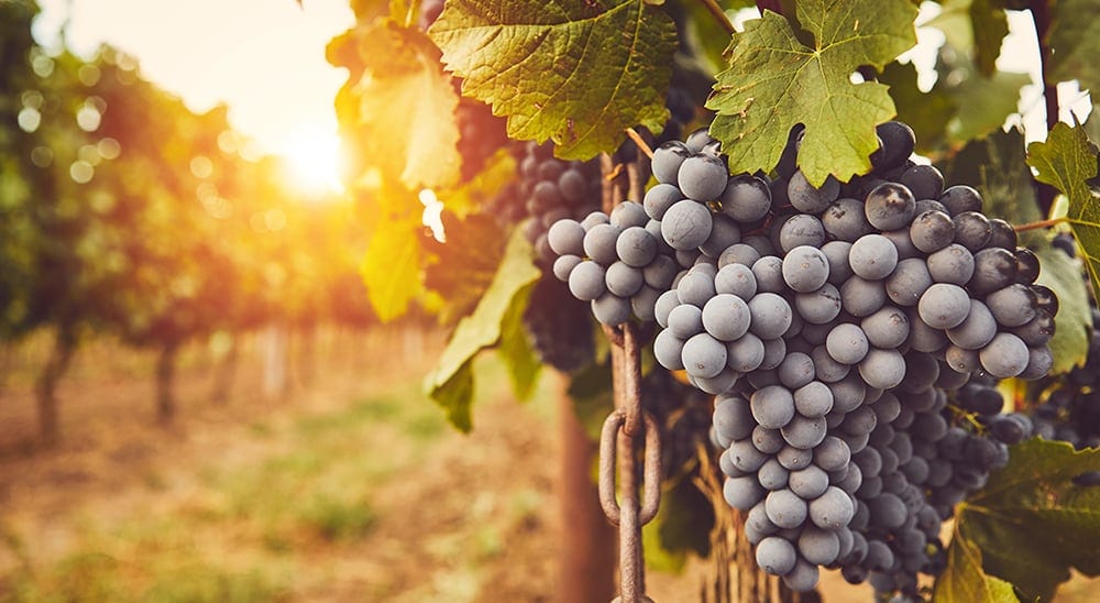 wine grapes on the vine