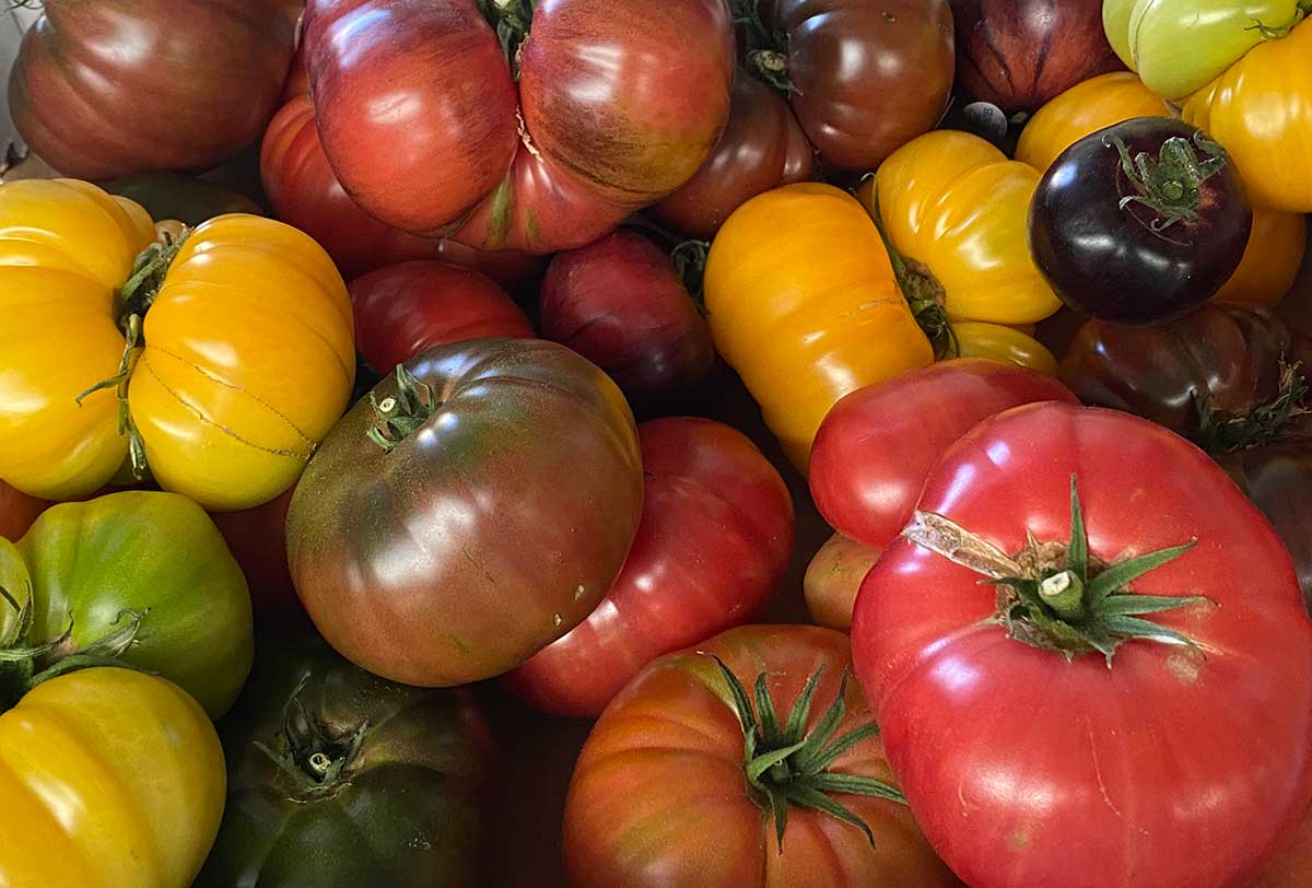 Growing Opportunities heirloom tomatoes