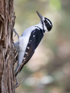 Female hairy woodpecker