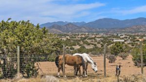 Horses near Tesuque, New Mexico.