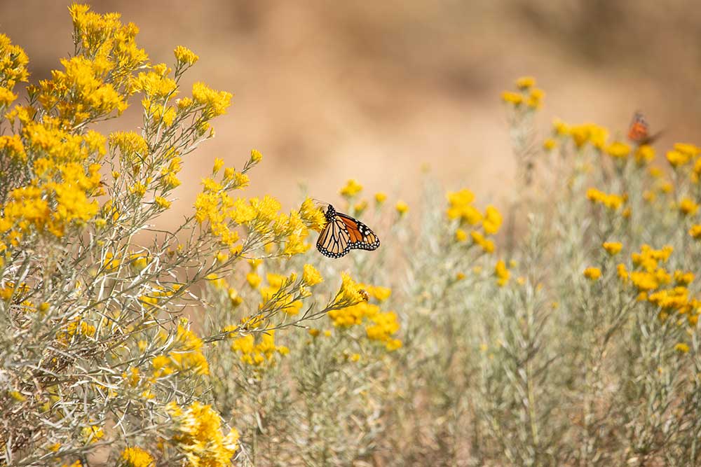 Monarch butterfly on blooming chamisa