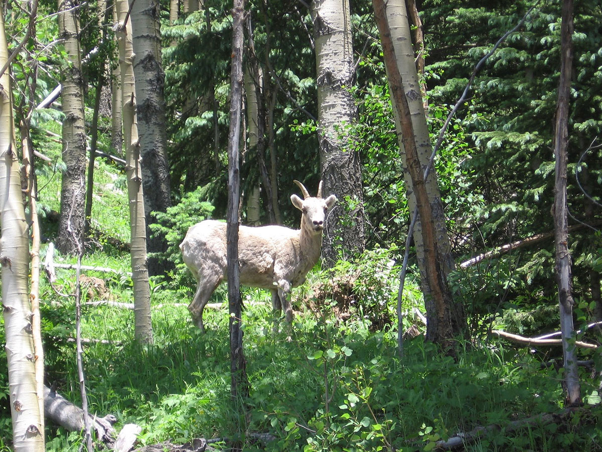 Northern New mexico trails