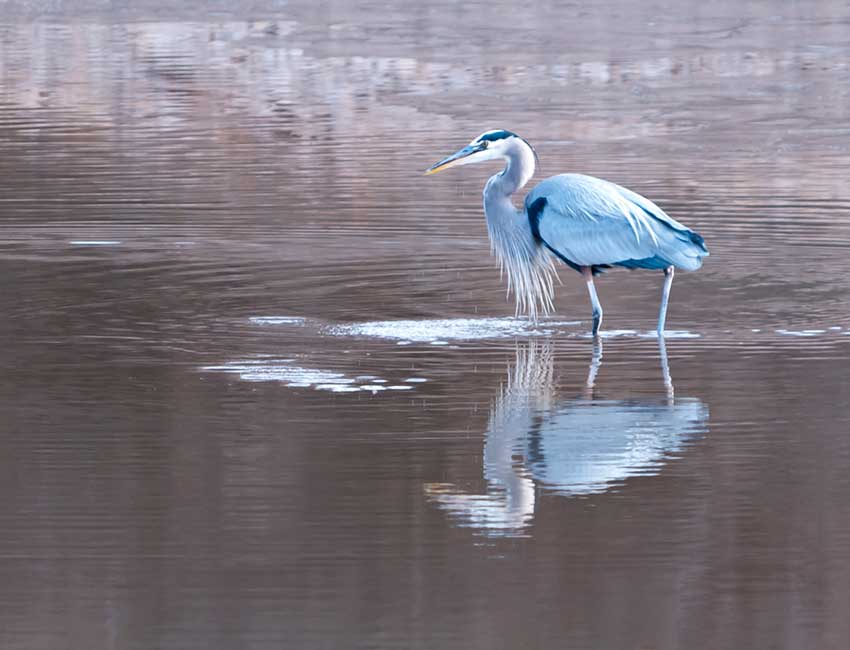 Great blue heron wading in the water at a New Mexico state park.