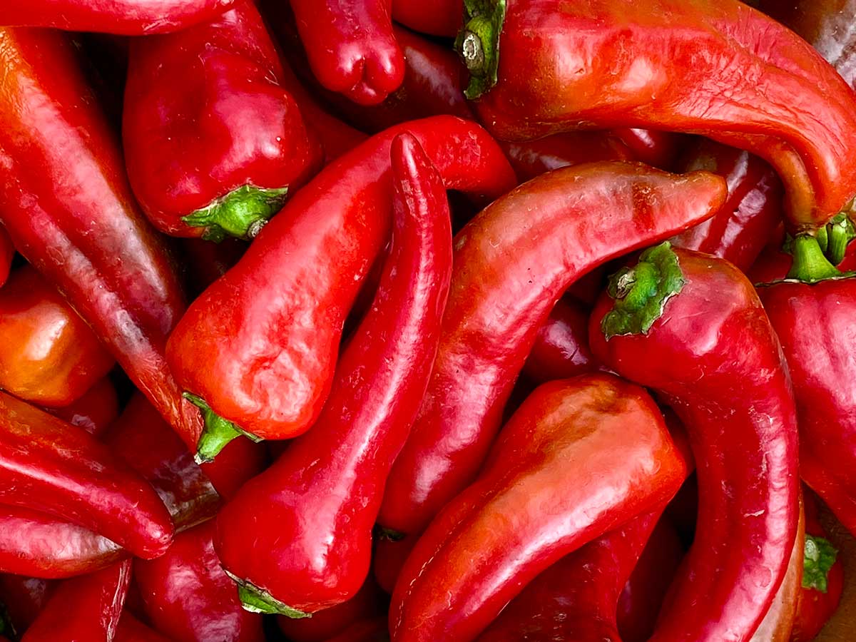 Red chile pods