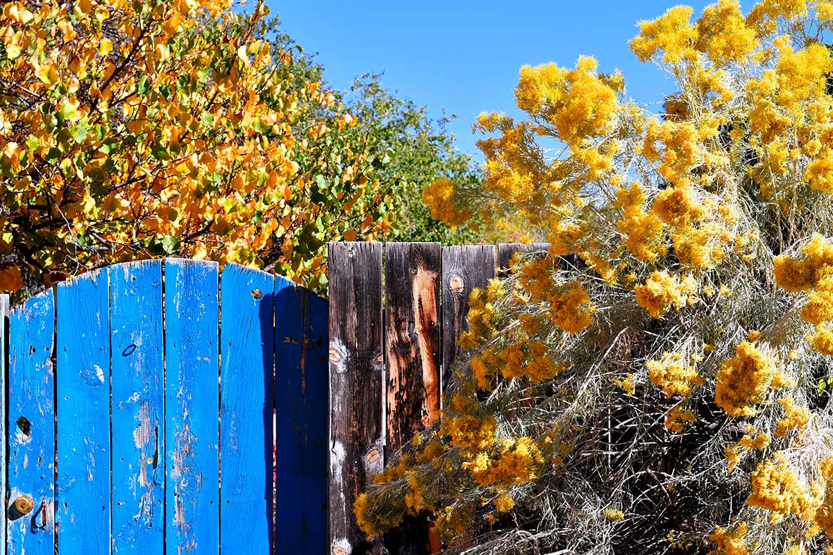 Blue gate in front of fall trees in Santa Fe, New Mexico.