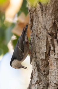 White-breasted nuthatch