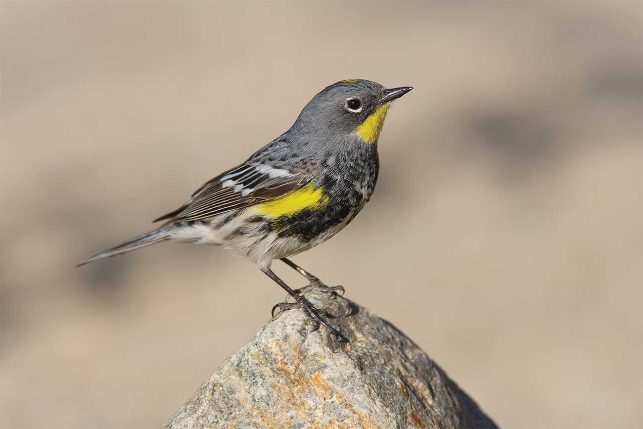 Yellow rumped warbler