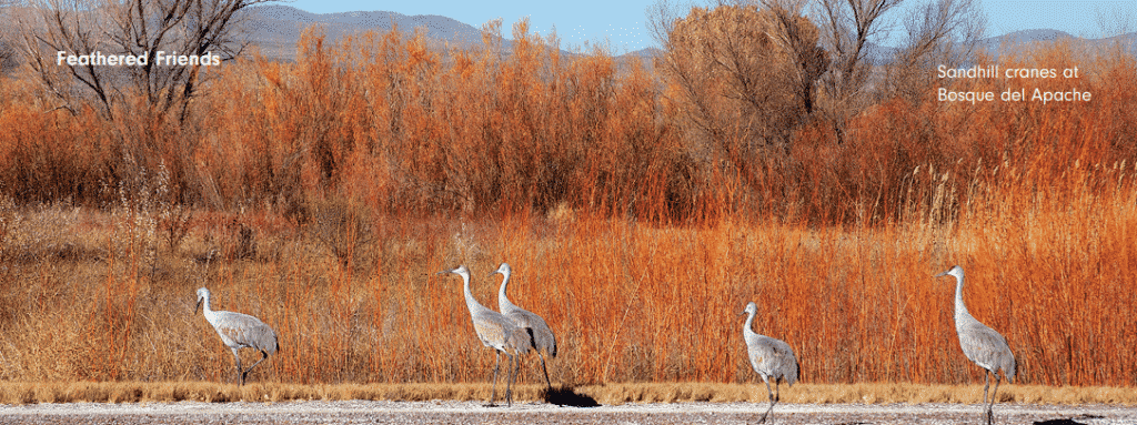 sandhill cranes
